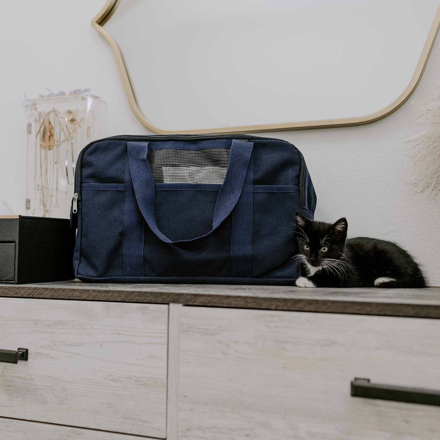 puppy-and-kitten-carrier-09 Puppy Kitten Carrier